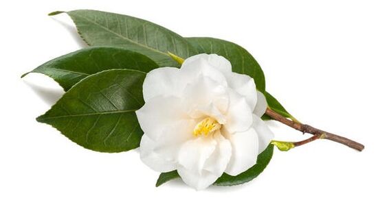 Inno Gialuron përmban camellia sinensis